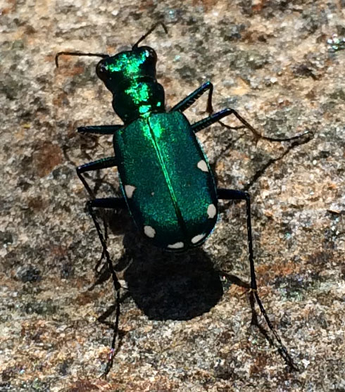 beetle2