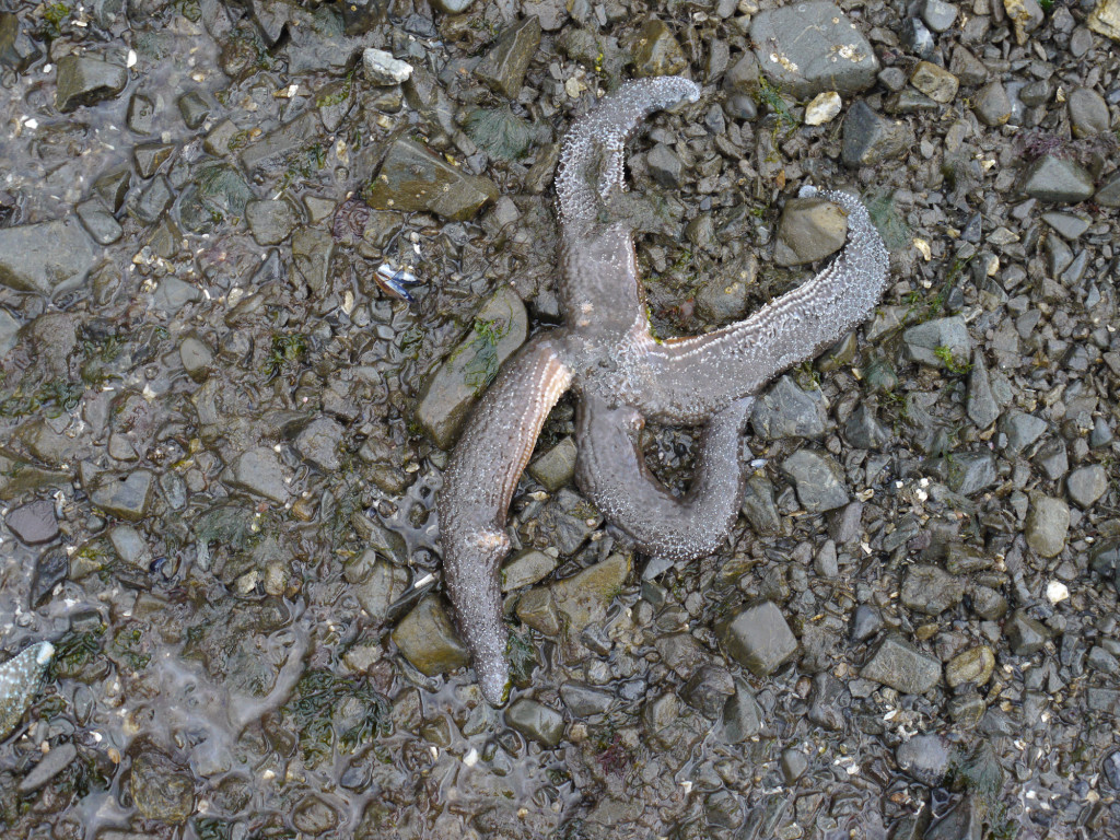 seastar_wasting_130904_TB_01