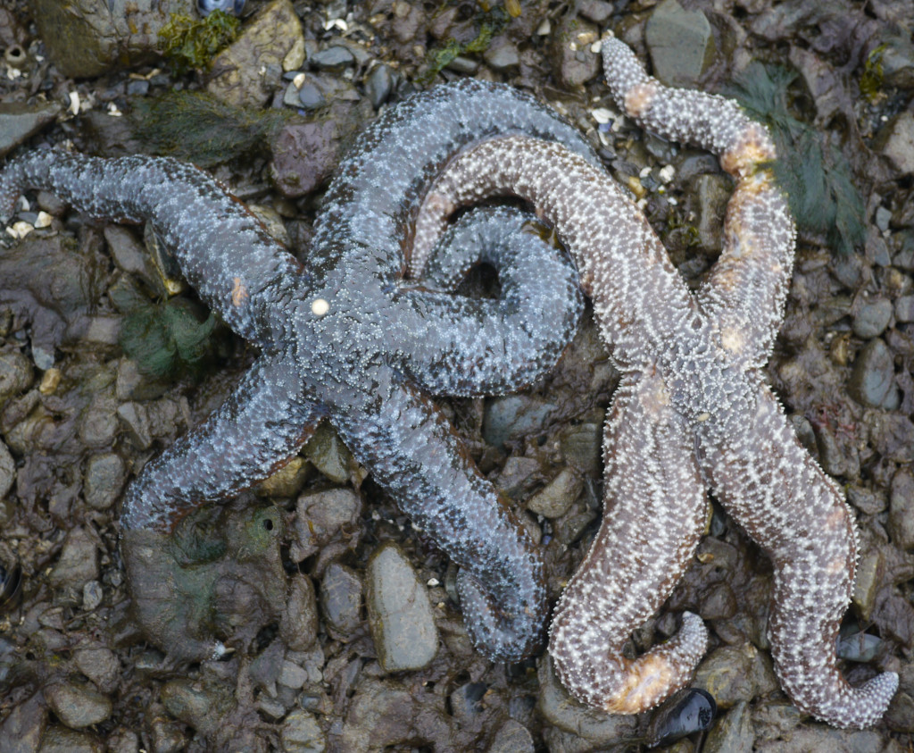 seastar_wasting_130905_TB_02