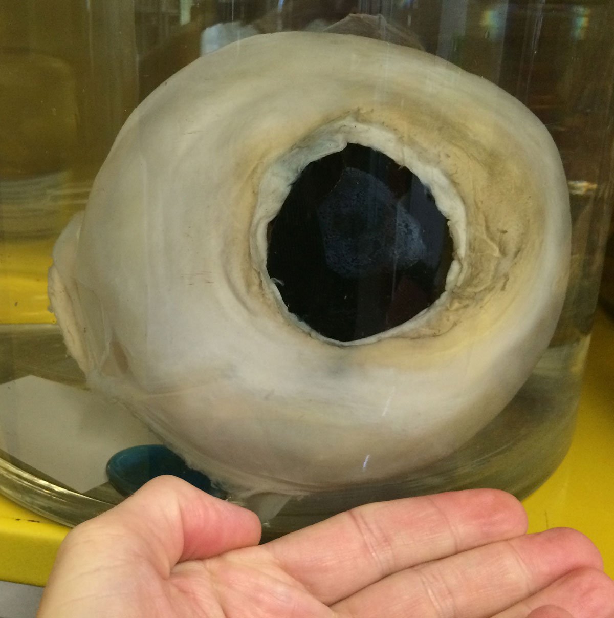 Large Squid Eye