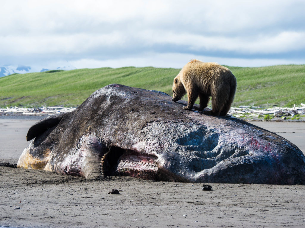 brown bear eating